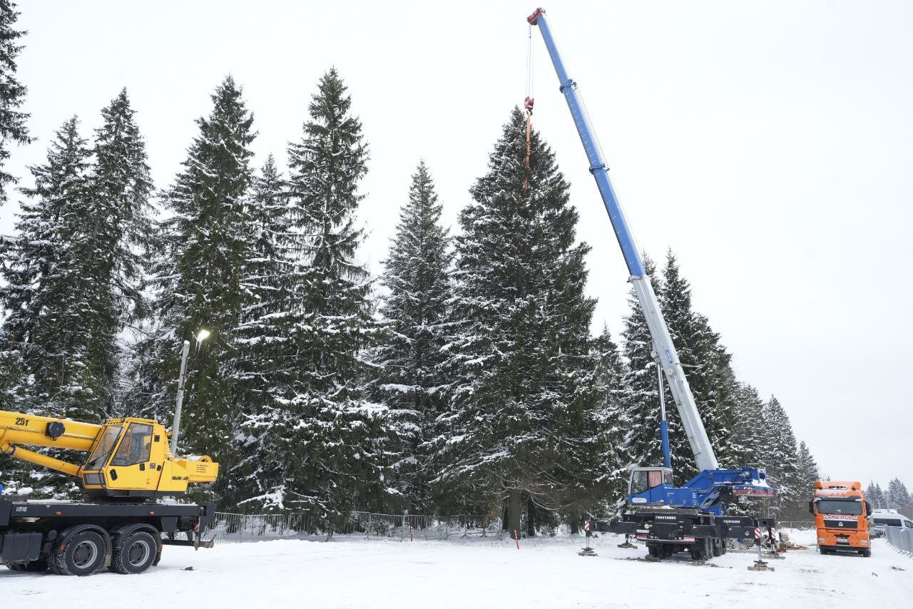 Главную новогоднюю елку страны спилили в городском округе Щелково